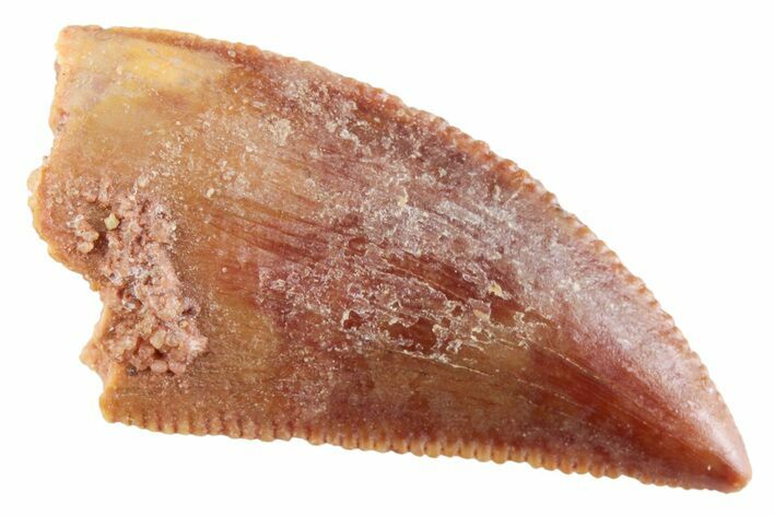 Serrated Raptor Tooth - Real Dinosaur Tooth #364815